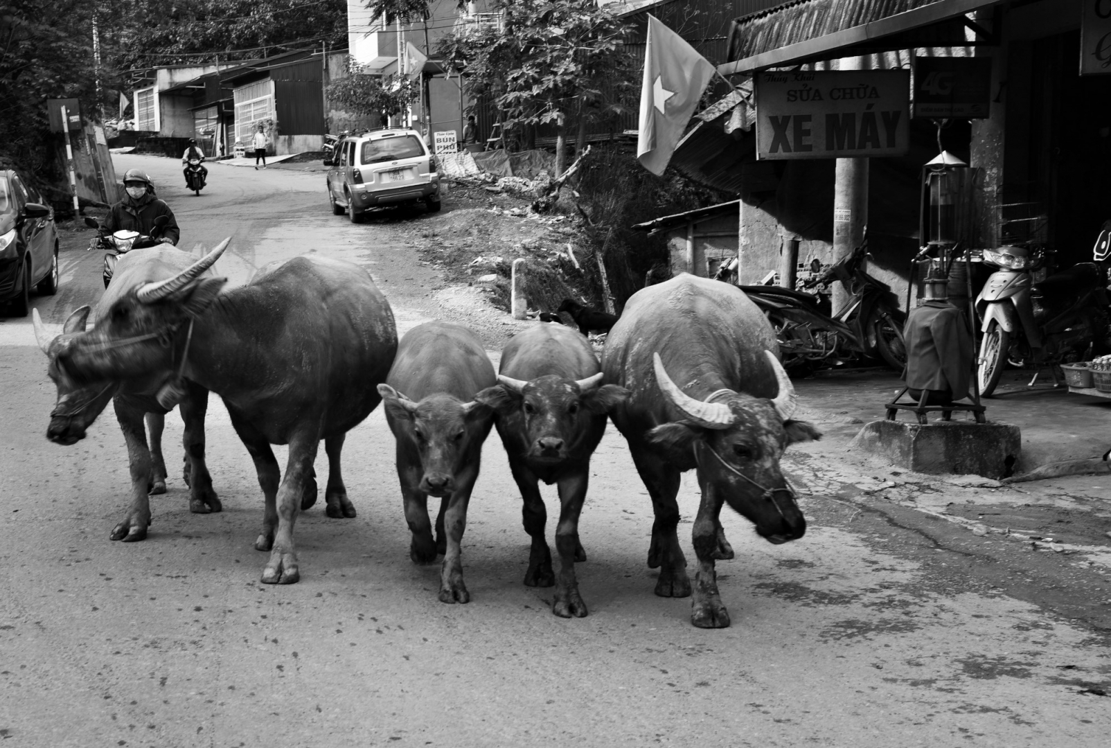 Буйволы направляются в сторону рынка в Кан Кау. Северный Вьетнам