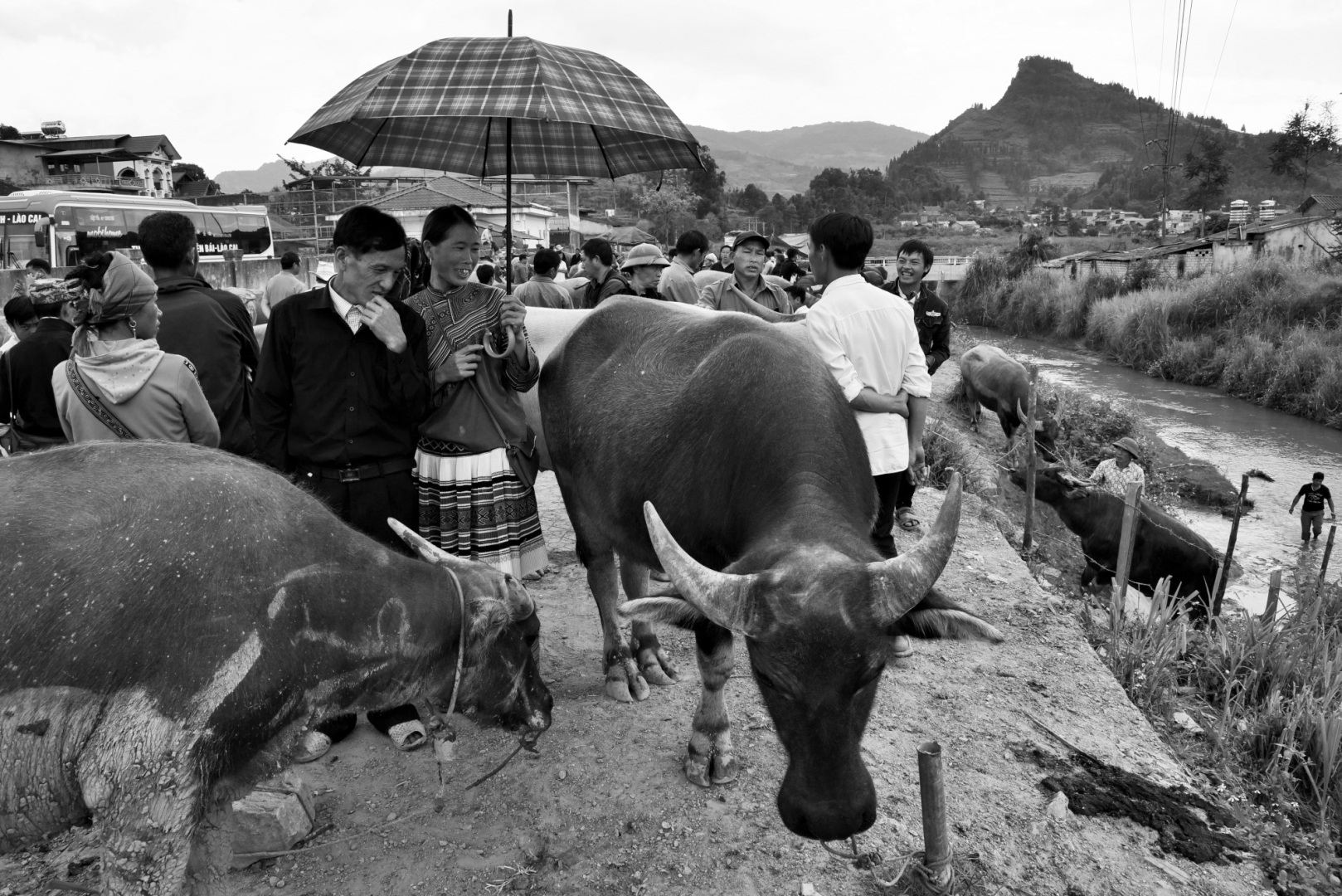Супружеская пара хмонгов выбирает буйвола. Рынок в Бак Ха. Северный Вьетнам