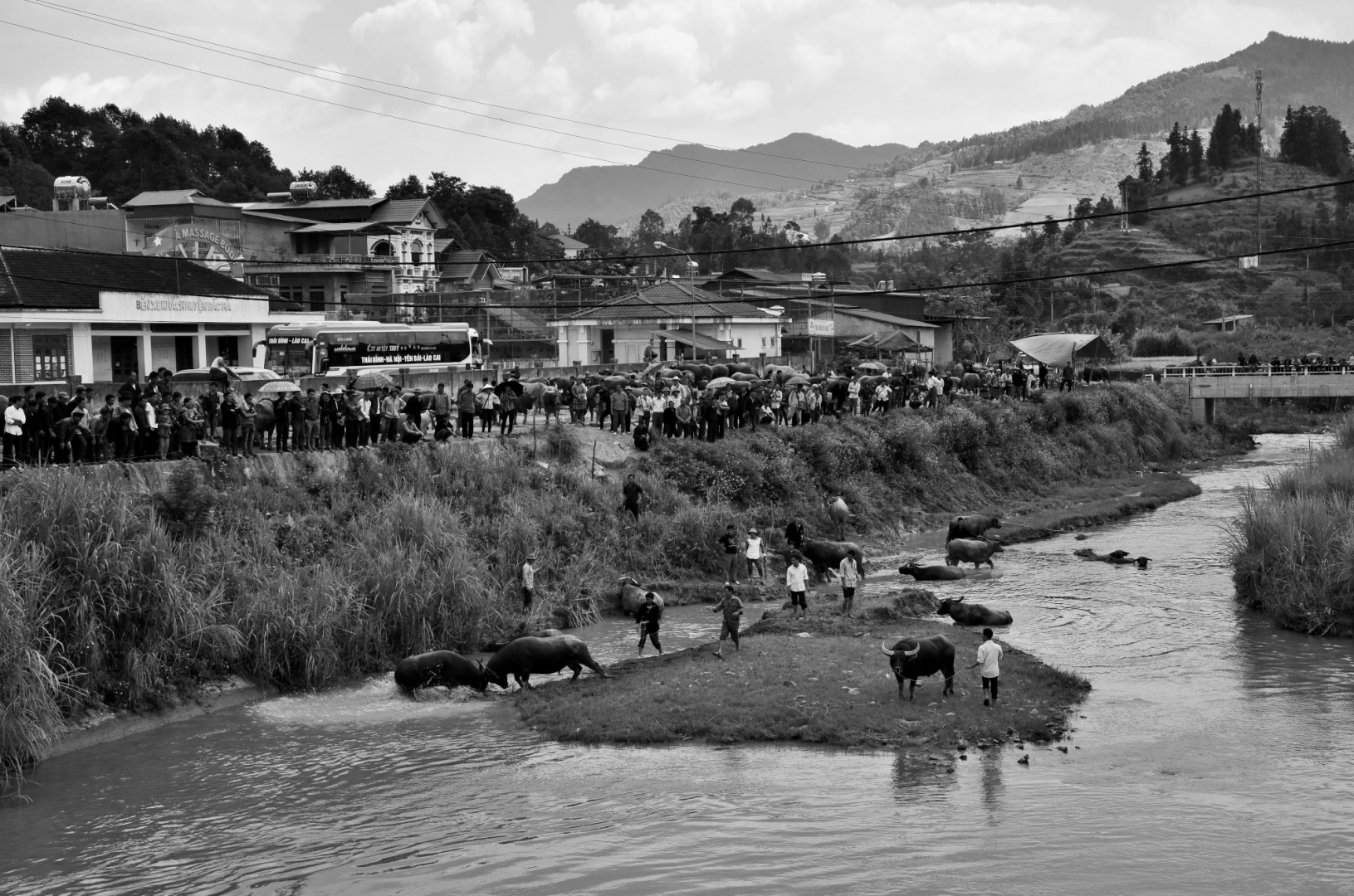 «Вьетнамскую корриду» между водяными буйволами народ хмонгов устраивает ради развлечения и демонстрации силы своих питомцев. Рынок в Бак Ха. Северный Вьетнам