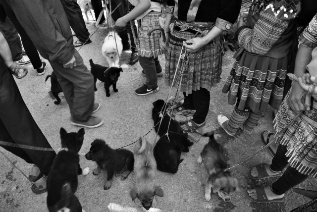 Продажа собак на рынке в Бак Ха. Северный Вьетнам
