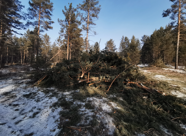 Вырубка леса в Атаманов