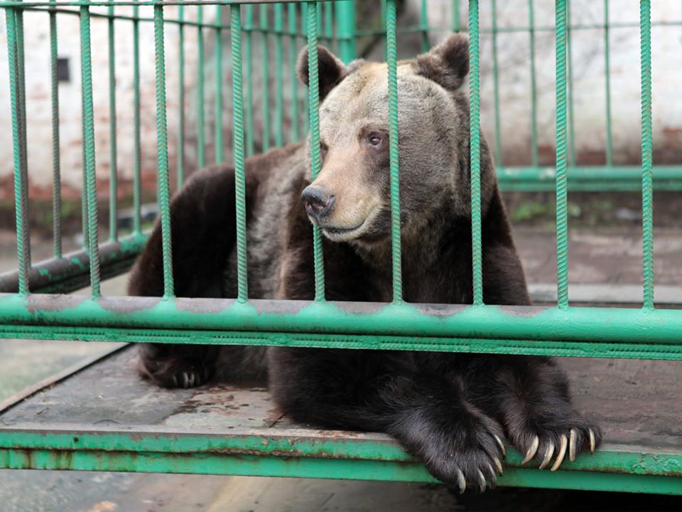 Забор который построил медведь