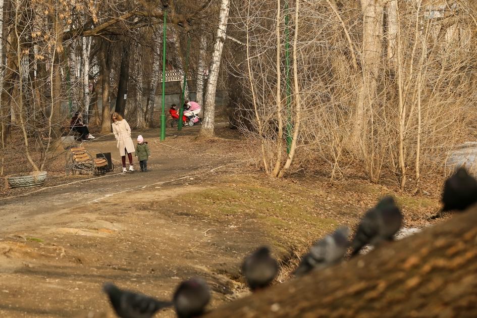 Упало дерево в парке. Городской парк с деревьями.