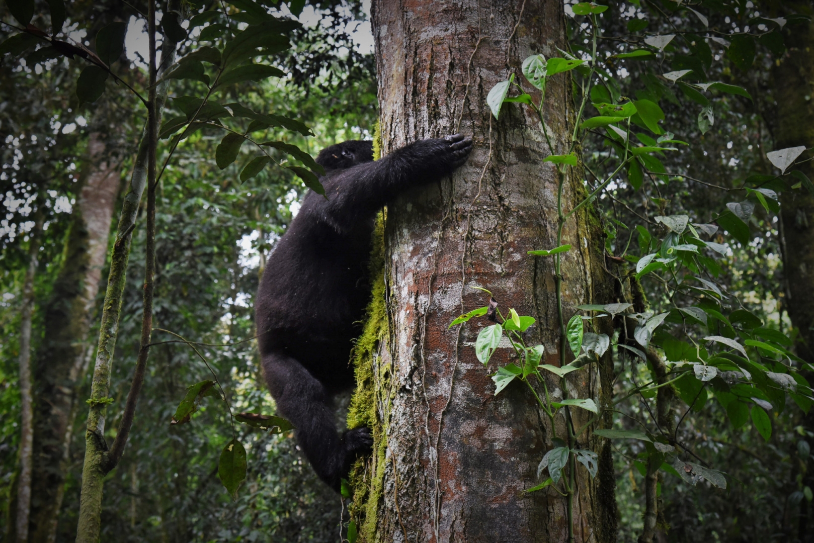 Наземный образ жизни не лишает горилл умения неплохо лазать по деревьям