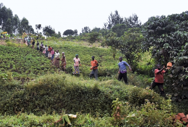 Местные жители лесного региона Бвинди за совместной работой.  Уганда, Африка