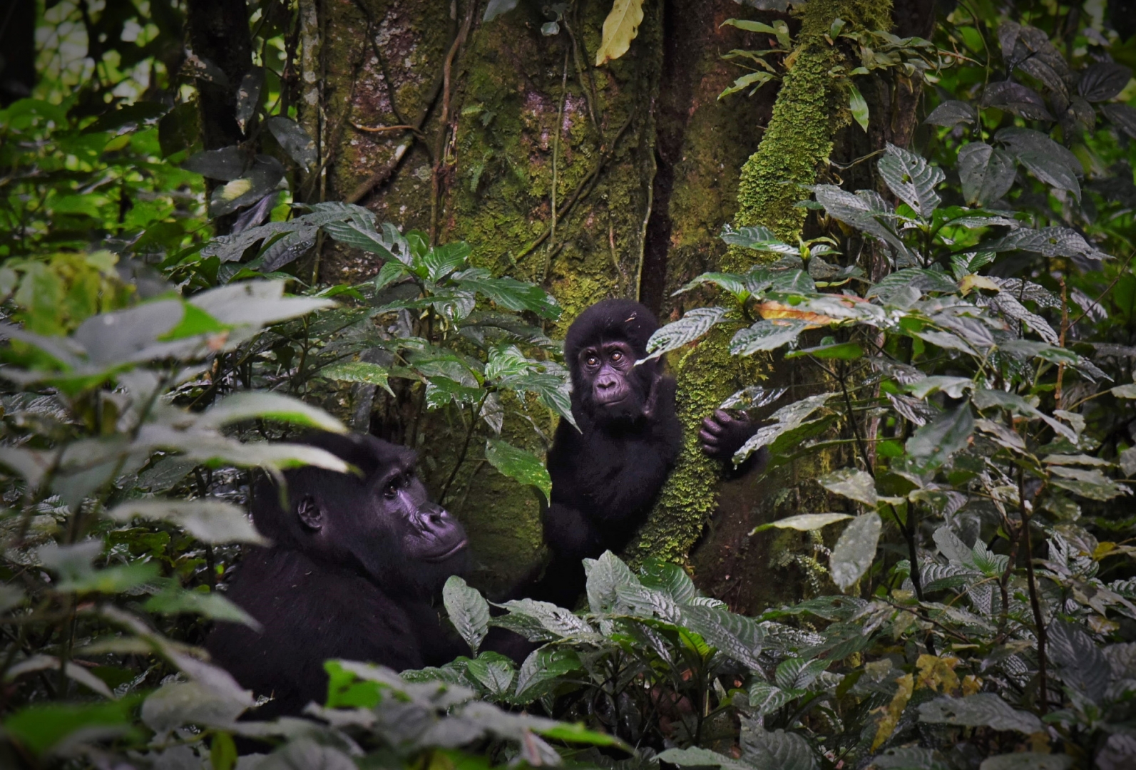 В возрасте 6 месяцев детёныши горилл способны передвигаться самостоятельно, к 18 месяцам совершать короткие прогулки