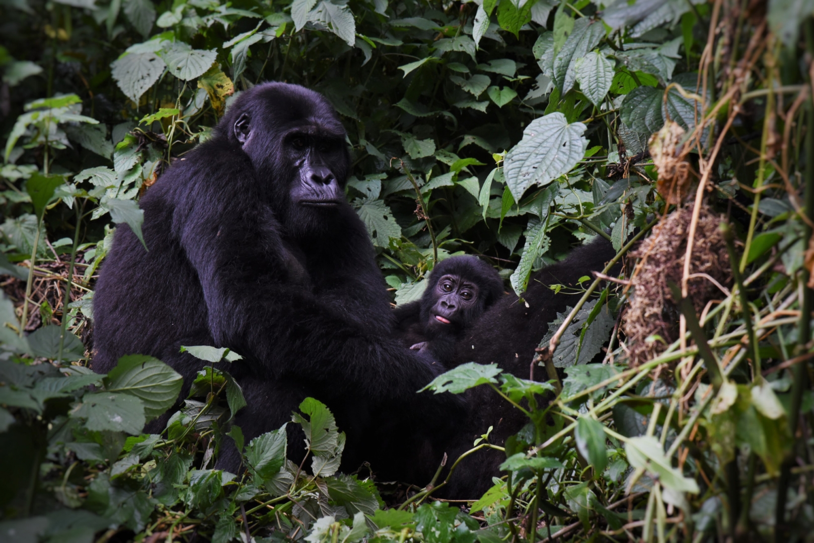 Горные гориллы активны в течение дня и строят гнездо из листьев и ветвей ночью. Этот процесс занимает не более 10 минут, обычно гнездо используется только один раз