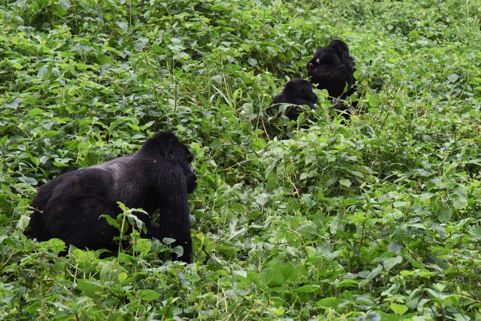 Исследуя свежие следы и гнезда горных горилл в густом тропическом лесу, можно определить маршрут и характер передвижения