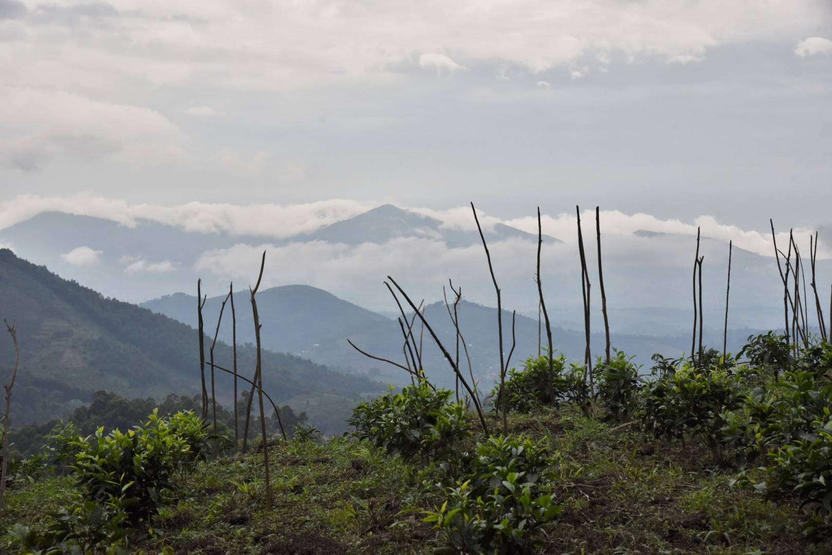 Склоны потухших вулканов в горах Вирунга. Руанда, Африка
