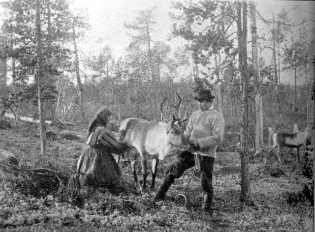 Доение северного оленя, конец XIX века. Мужчина-квен и женщина — инари-саами