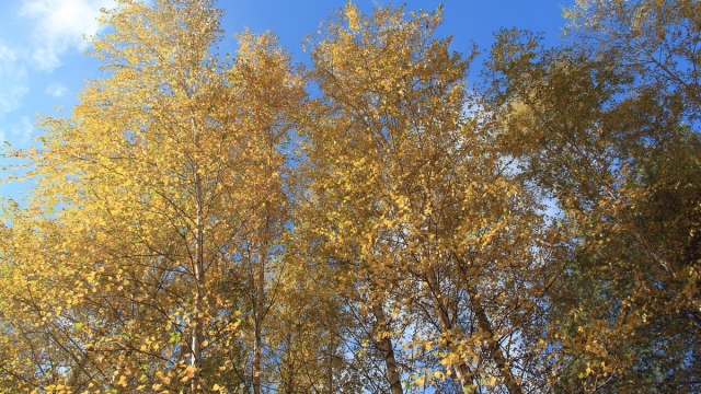 Осень