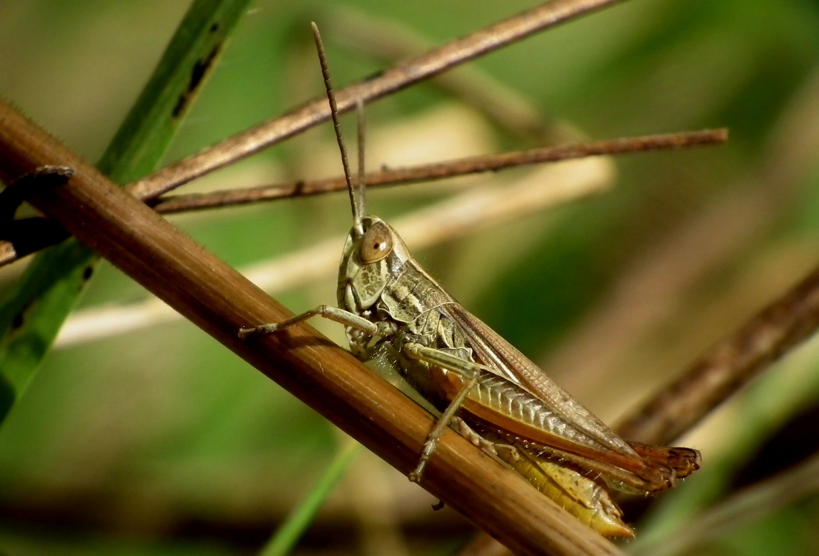 Радужный кузнечик Dactylotum bicolor