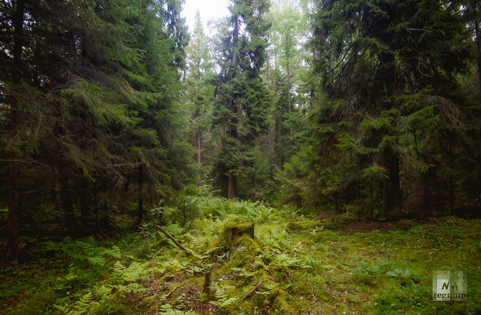  Хвойный лес Валаама