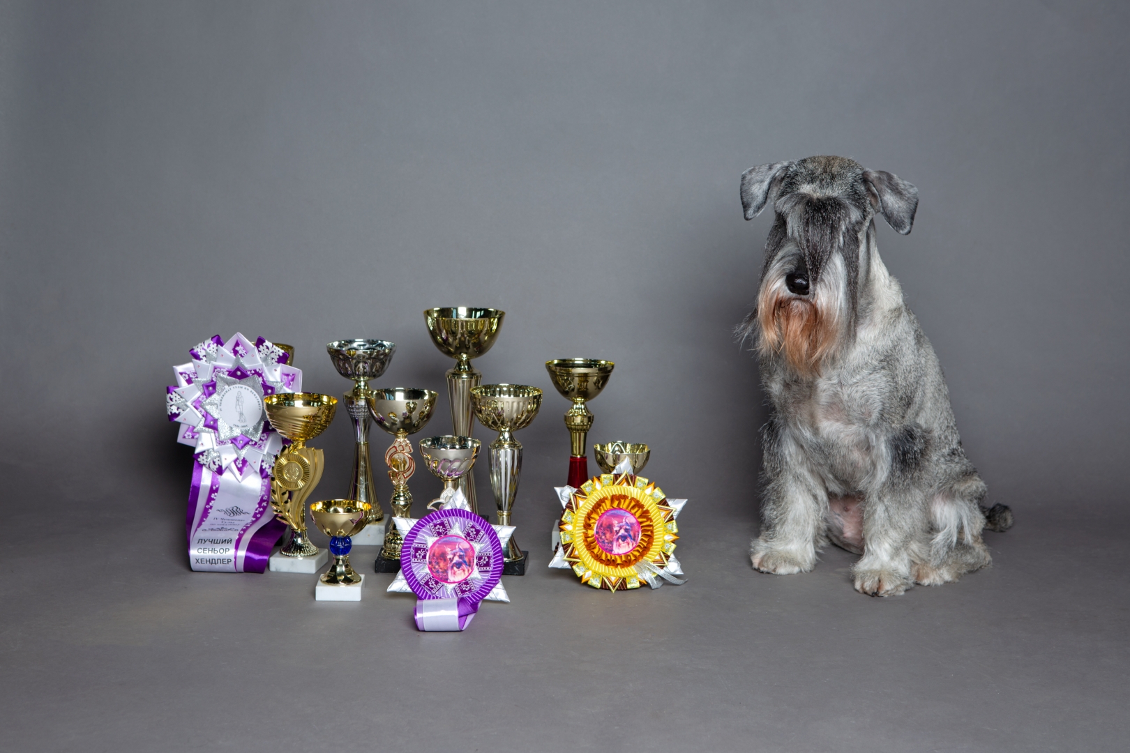 Собака породы шнауцер с призовыми кубками и лентами