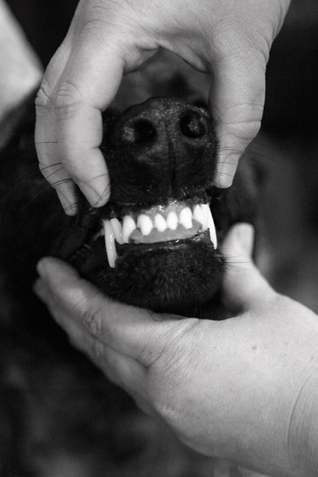Осмотр зубов — обязательный пункт оценивания экстерьера собаки.  
Если собака не позволит осмотреть зубы, это может негативно повлиять на оценку, поэтому ее тренируют и готовят к этому заранее