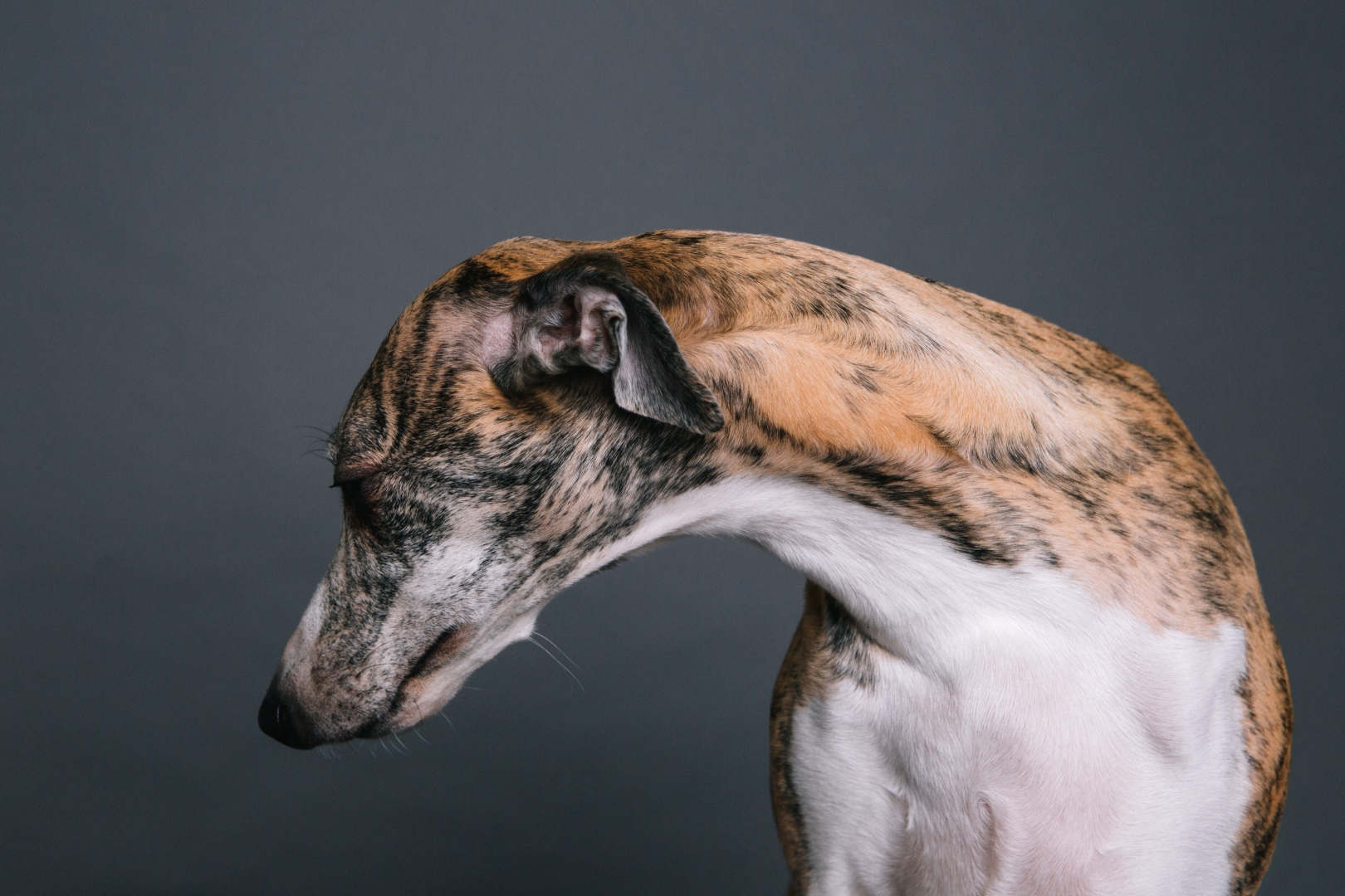 Портрет собаки породы уиппет