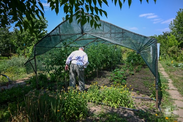 Валентин Главацкий на своей даче строит не только яхты, но и теплицы, в которых выращивает овощи
