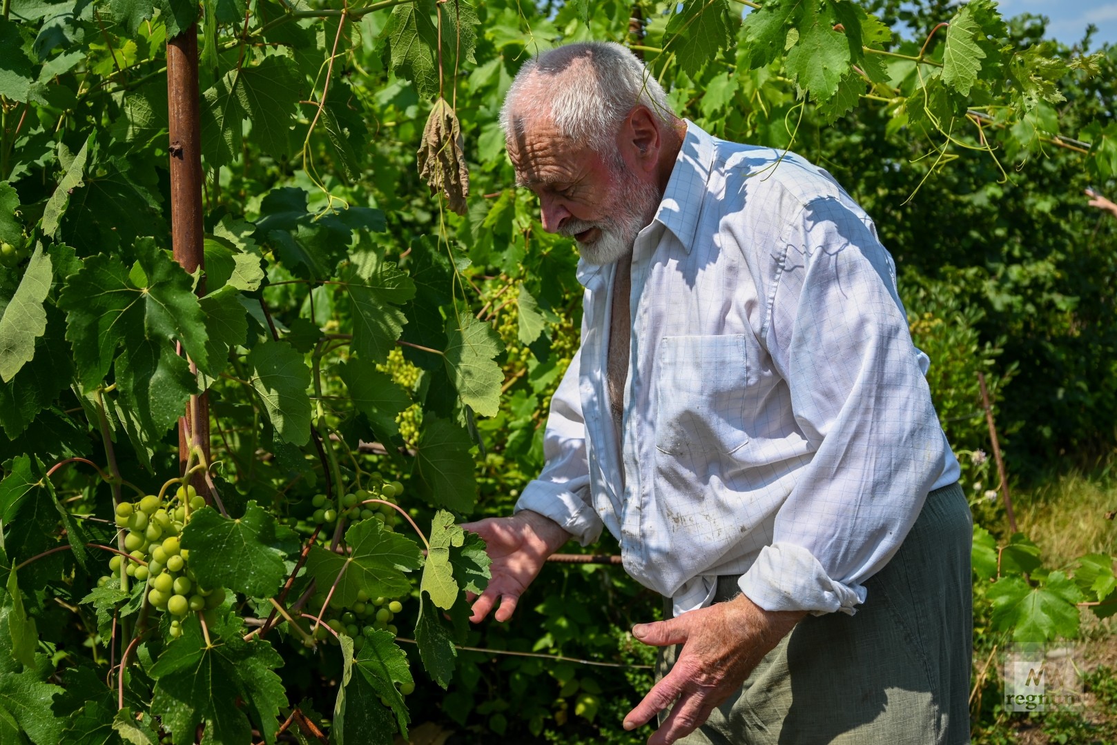 Валентин Главацкий на даче ухаживает за виноградом