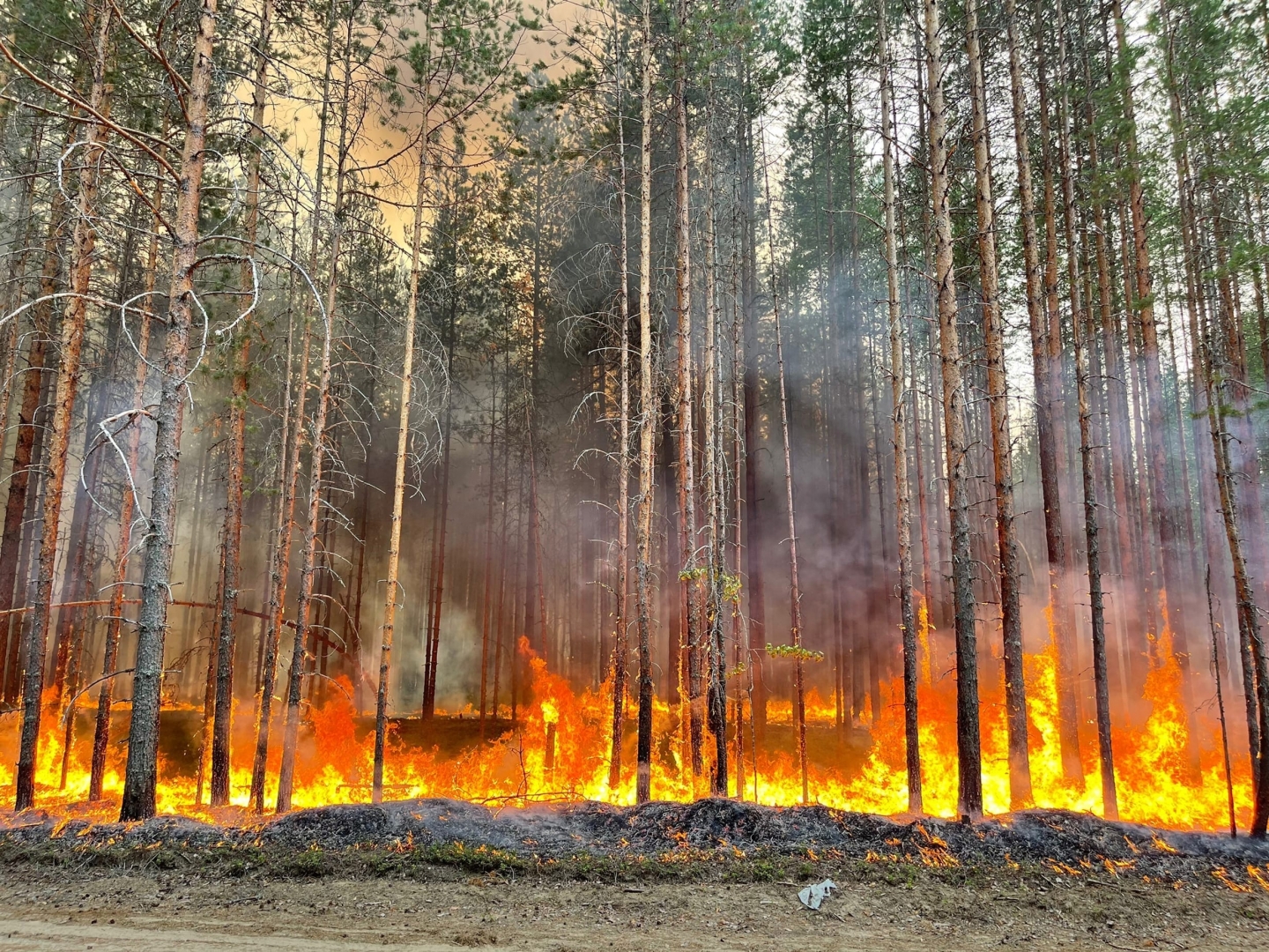 Картинки с пожарами в лесу