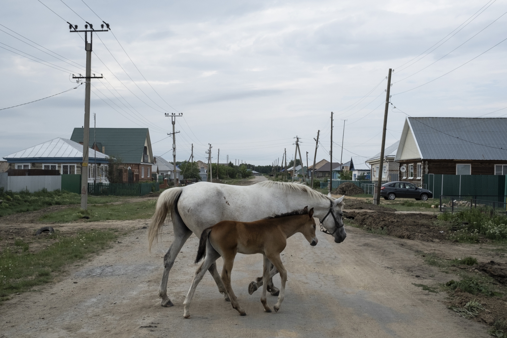 Лошади переходят дорогу