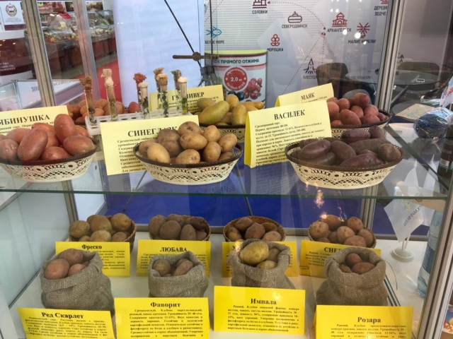 Семенной картофель из Архангельской области на выставке «Золотая осень» в Москве