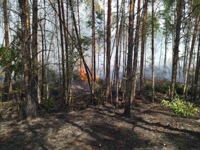Пожар в заповеднике «Присурский» в Чувашии