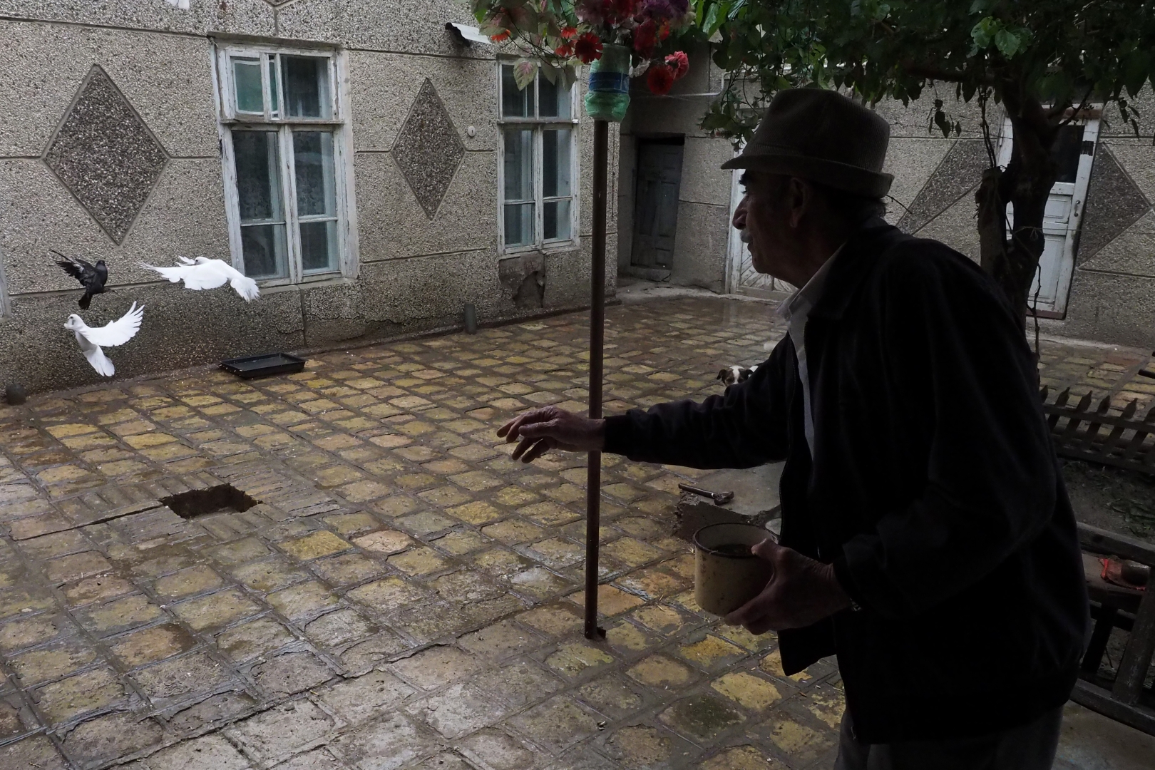 Исаак держит небольшую голубятню у себя во дворе в Махалле Кухна