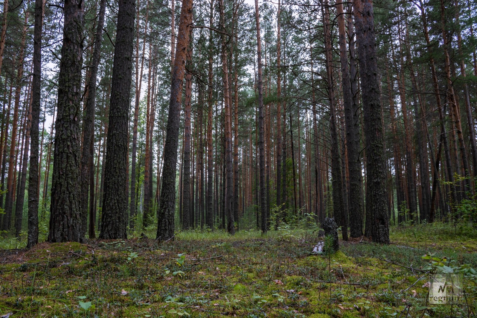 Лес из России