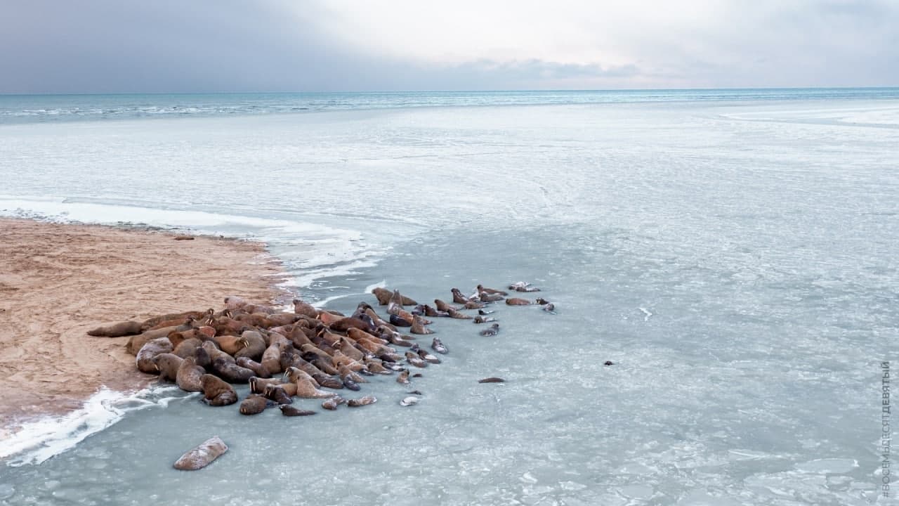 На берегу Карского моря в ЯНАО две тысячи моржей устроили лежбище