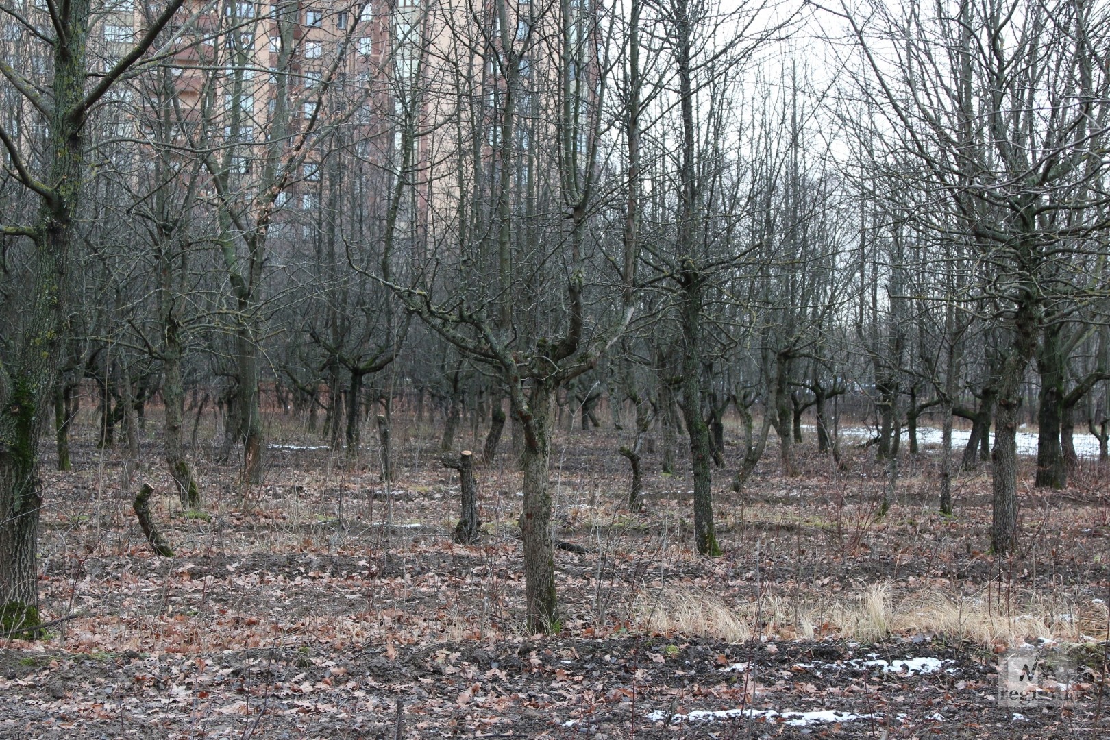 Фруктовые деревья в Тимирязевской академии 