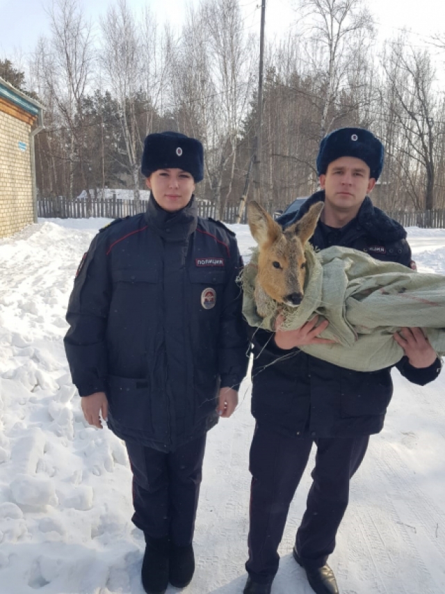 Спасли косулю