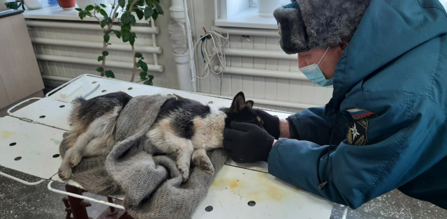 Алтайском крае сотрудники МЧС России  спасли собаку от верной смерти