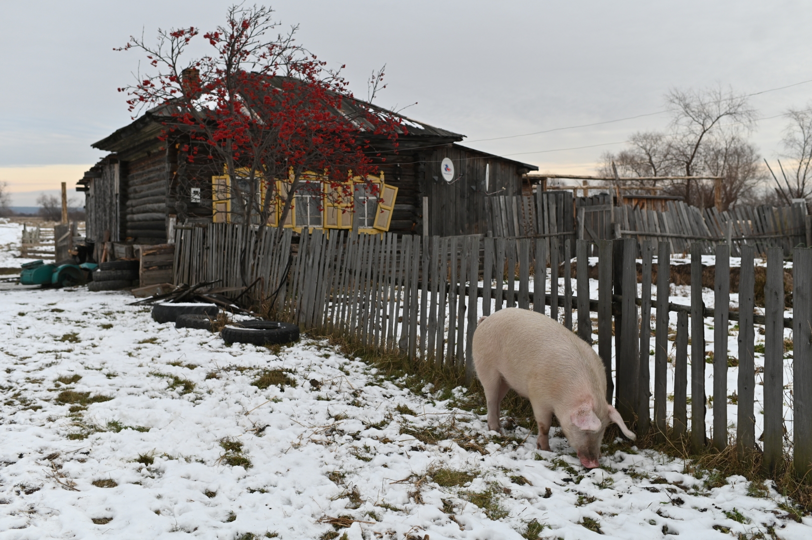 Свободно пасущаяся свинья возле одного из домов в Копае