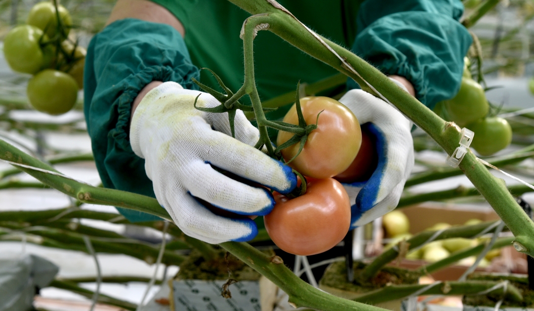 Хлопок и томаты экономика. Что выращивают в крыму