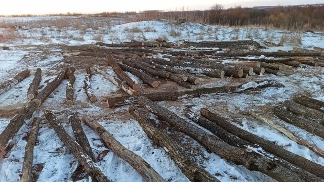Незаконная вырубка деревье