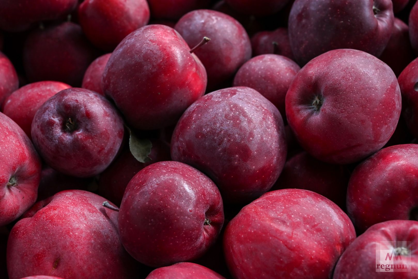 Яблоки сорта «Ред Делишес»
