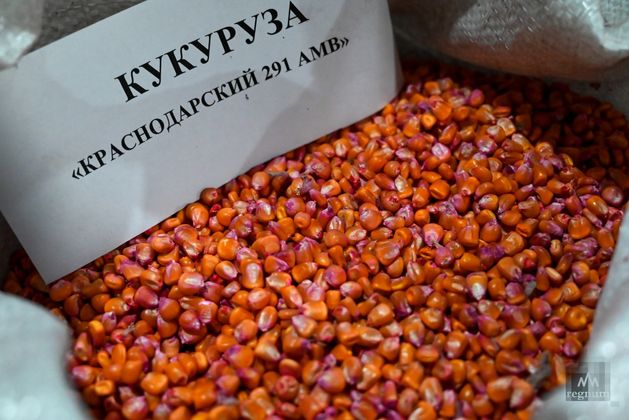 Семена кукурузы