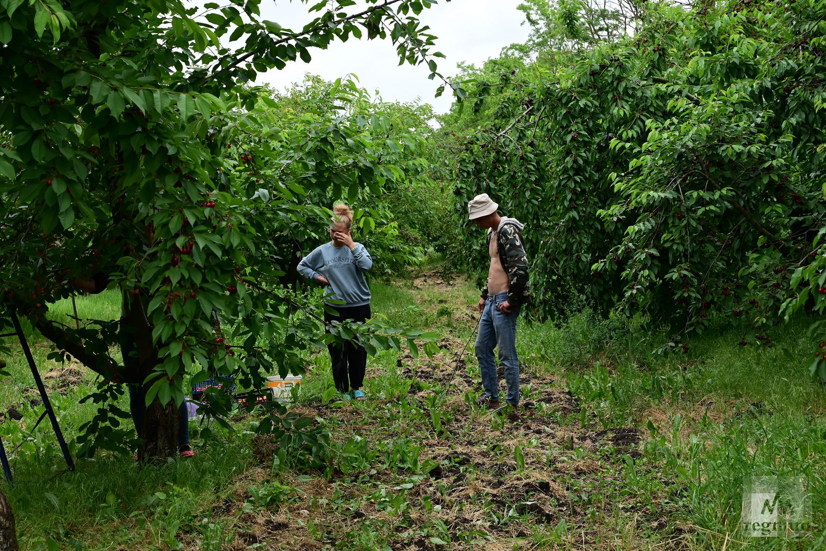 Сбор урожая черешни в Ставропольском крае