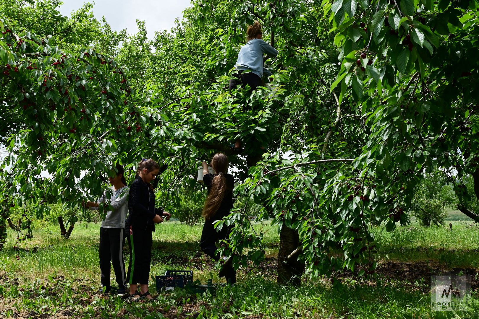 Сбор урожая черешни в Ставропольском крае