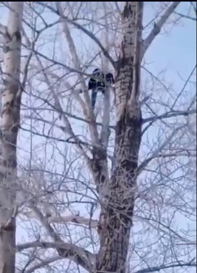 Омский насильник детей. На дереве сидит замерзший. Я сегодня в лес , там на дерево залез. Дерев сбежал