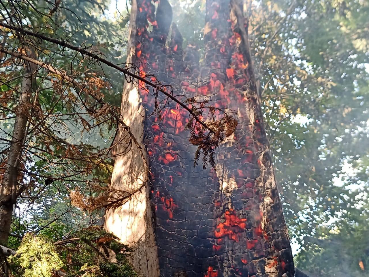 Лес после пожара