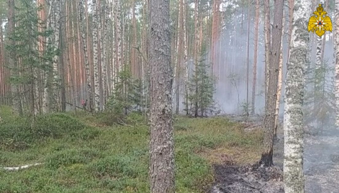 Лесной 2 18. Лесной пожар в Парфеньевском районе. Лес после пожара. Низовой Лесной пожар.