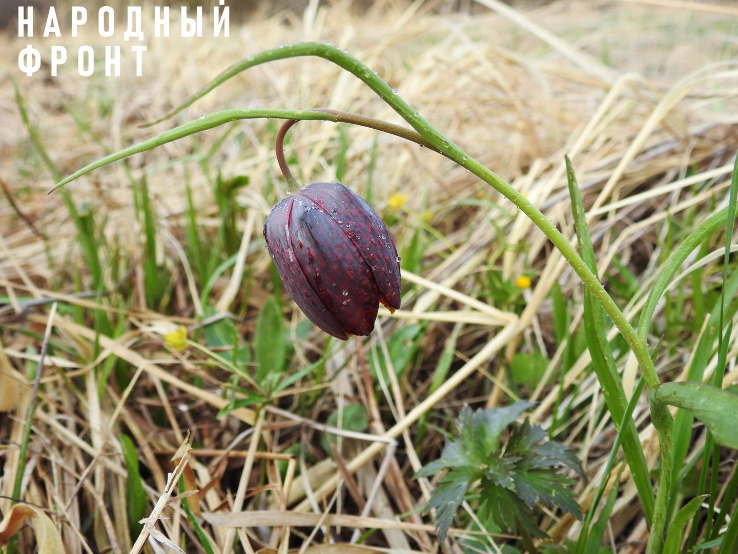 Чтобы продолжать мыть золото, на Алтае выкопали краснокнижные растения