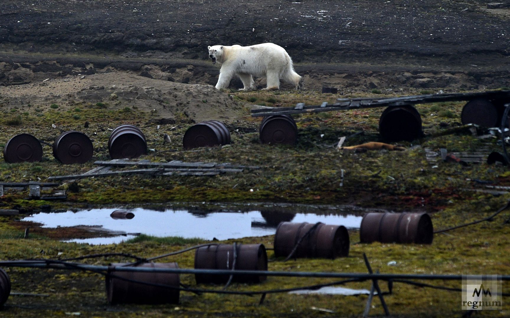 В Красноярском крае нужно заняться «беломедвежьим вопросом» — WWF