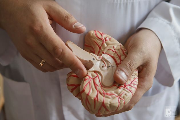 Модель головного мозга человека