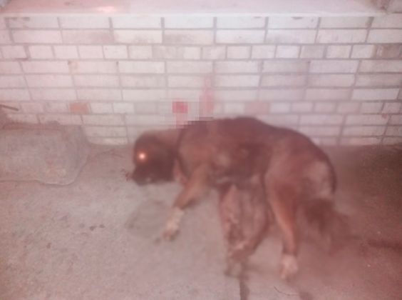 Подстреленная собака (группа в «ВК»Транспортный КОЛЛАПС, Красное Село)