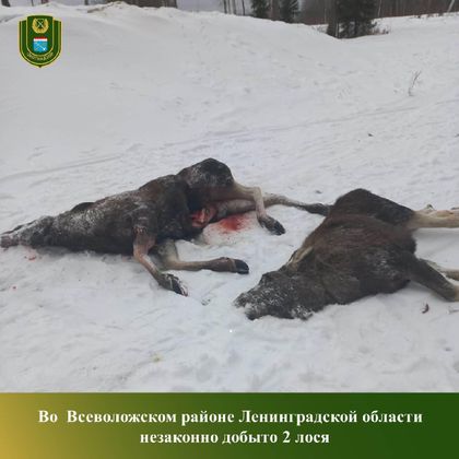 Убитые браконьерами лоси
