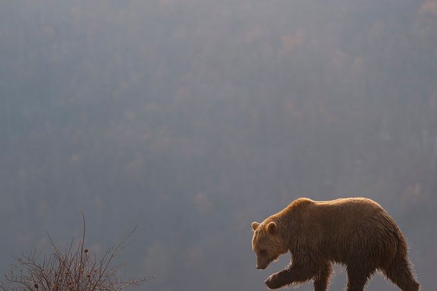 Выделка шкуры медведя. Подробная технология обработки .