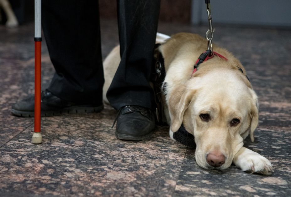 Собаки-поводыри разных пород и их особенности