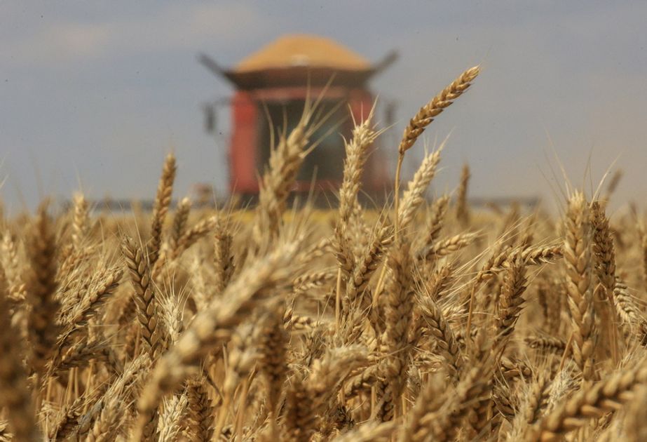 Пшеница европейский юг. Пшеница Аналитика. Пшеничное поле 1 класс. Пшеничное поле видео. 75 Лет пшеница.